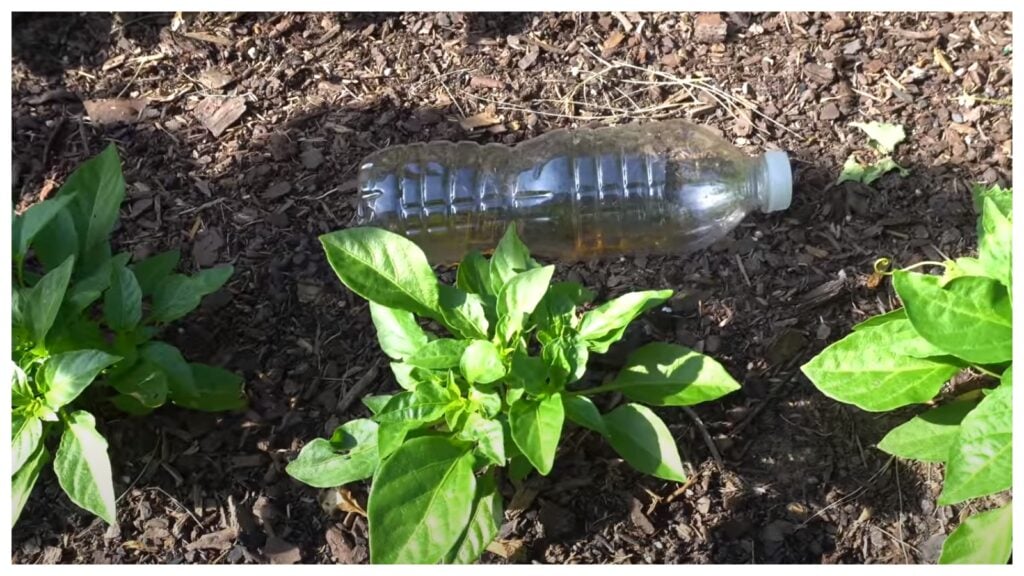 Yksinkertainen tapa päästä eroon muurahaisista puutarhassa ilman kemiallisia suihkeita: tarvitset vain muovipullon, joka on täytetty tällä seoksella.