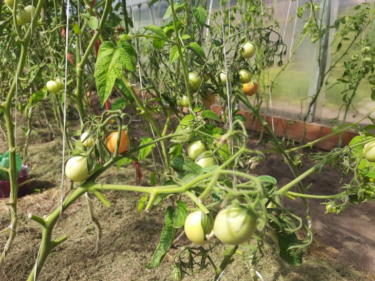 Miksi ruiskuttaa tomaatteja vihreällä ja furasilliinilla: yllätyt siitä