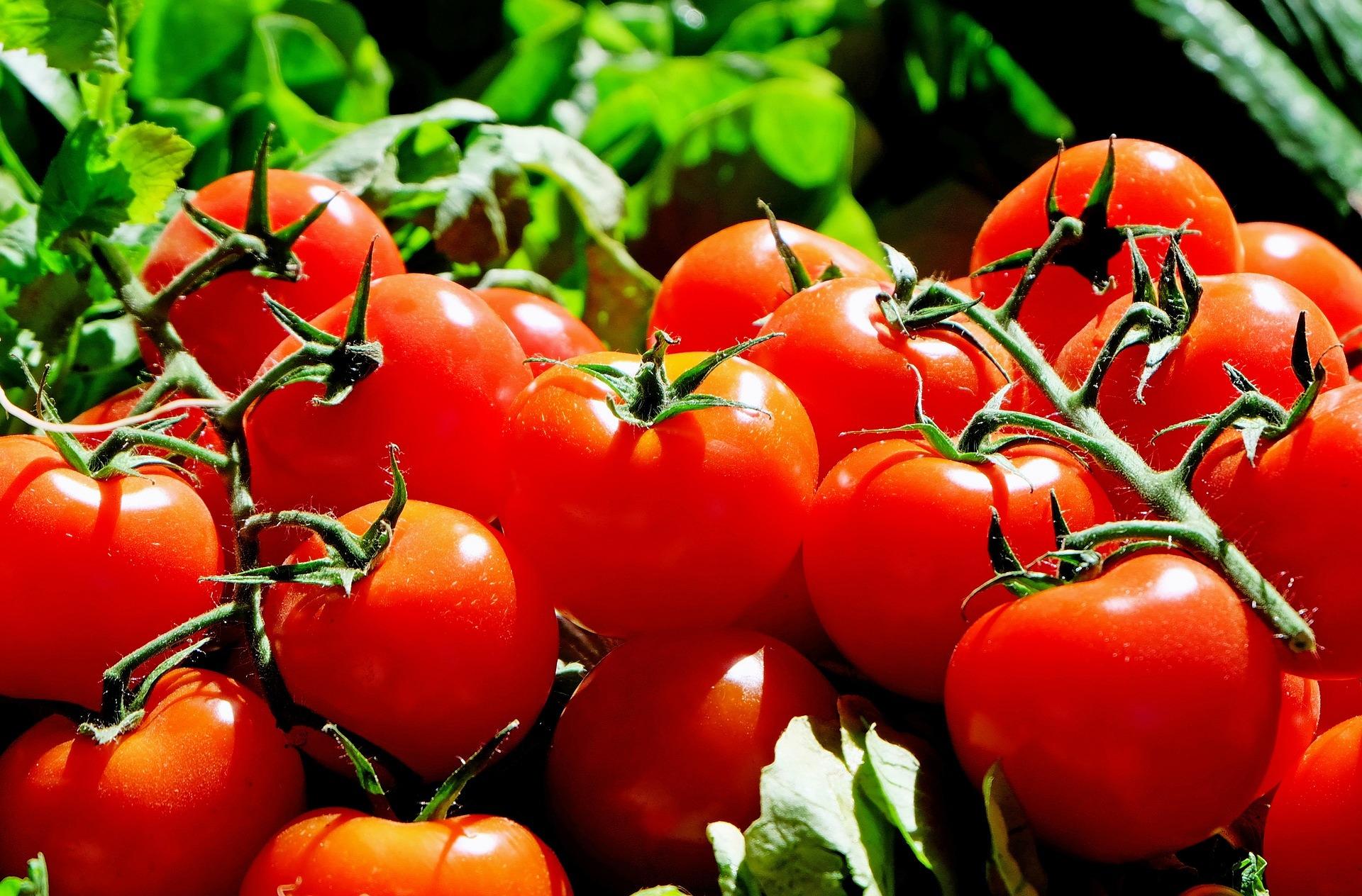 Vanha puutarhuri paljastaa halvan ja parhaan lannoitteen tomaateille