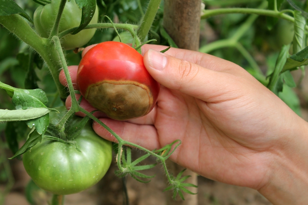 Murskaa, peitä vedellä ja suihkuta tomaatit. Tämä suojaa niitä homeelta. Muuten ne kaikki kuihtuvat.