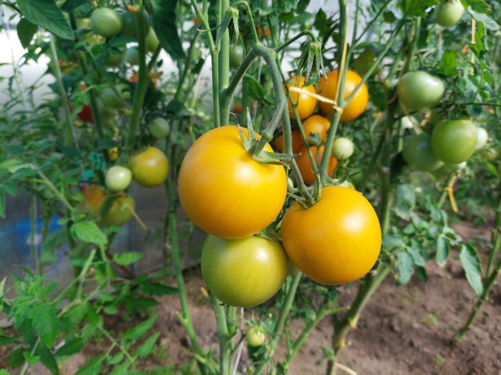 Tärkeä menettely: mitä ruokkia tomaatteja heinäkuun alussa – älä unohda tehdä sitä, jos haluat saada runsaan sadon?
