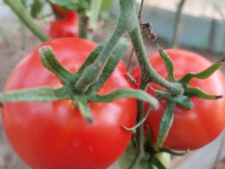 Miten suojella tomaatteja tuholaisilta avoimessa maassa: tapoja pelastaa sato – dacha-viljelijöille huomata