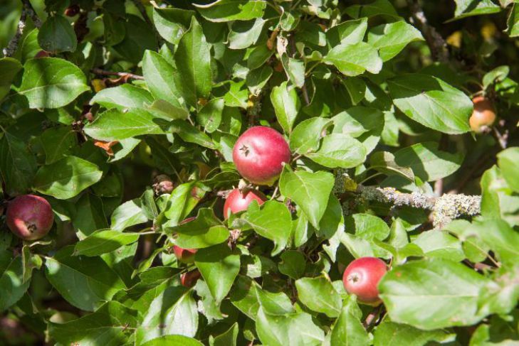 Vuosittaisen hyvän sadon salaisuus: tee tämä omenapuullesi kesäkuussa – tämä sinun on poistettava puusta häikäilemättömästi